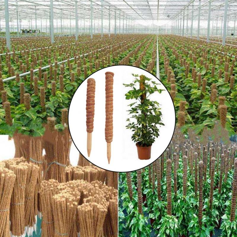 Poteau Totem en coco pour plan - Sphagnum Moss Dry avis et prix