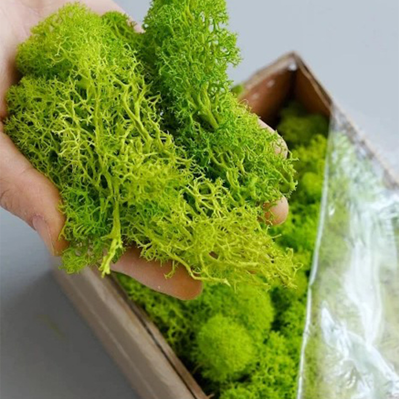 Plantes artificielles en mouss - Sphagnum Moss Dry avis et prix